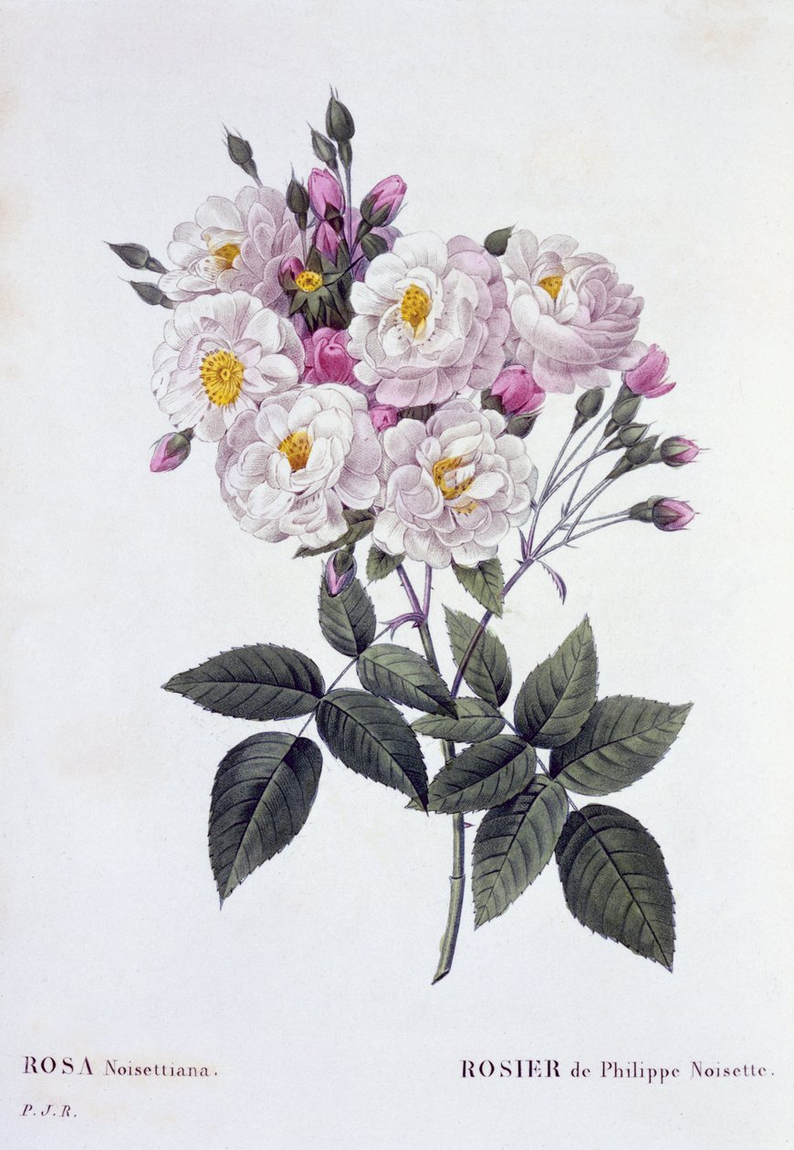Rosa Noisettiana, vydáno 1824-26 (stiplová rytina) od Pierre-Joseph Redouté
