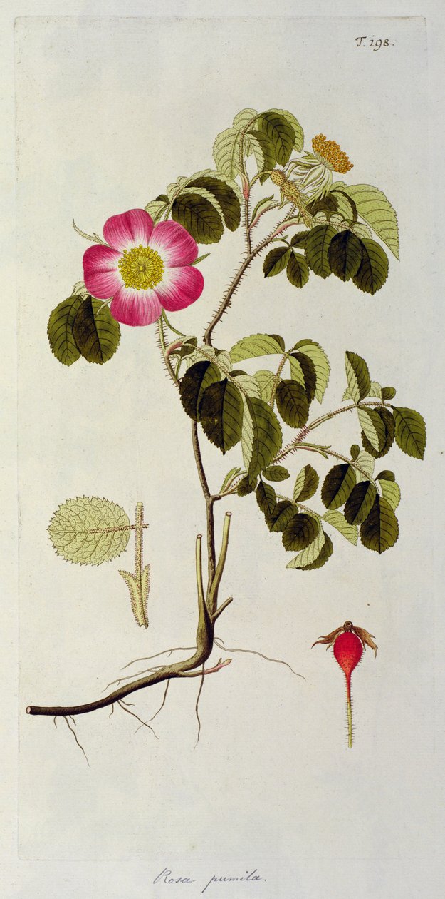 Rosa Pumila, z 
