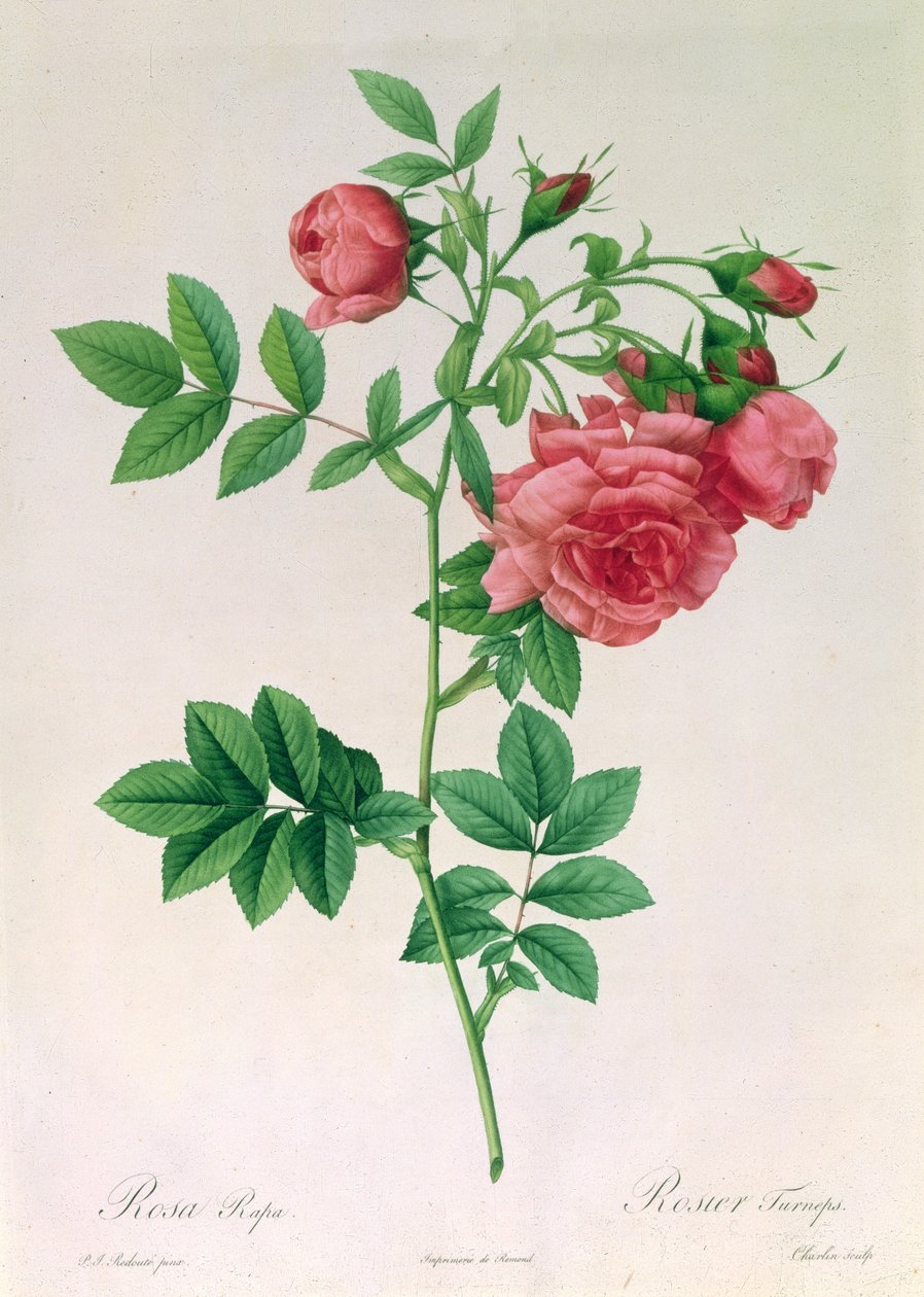 Růžový tuřín od Pierre Joseph Redouté