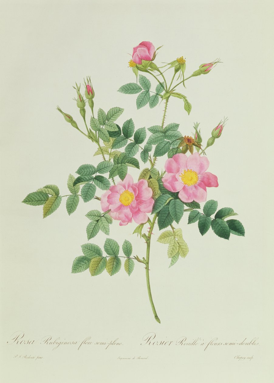 Rosa Rubiginosa Poloplný Květ od Pierre Joseph Redouté