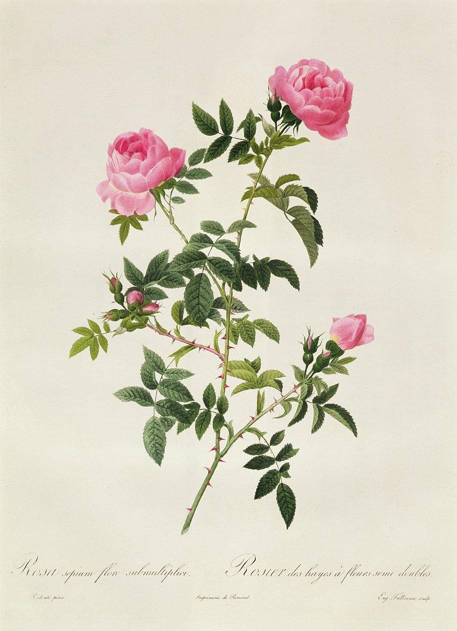 Rosa Sepium Flore Submultiplici od Pierre Joseph Redouté