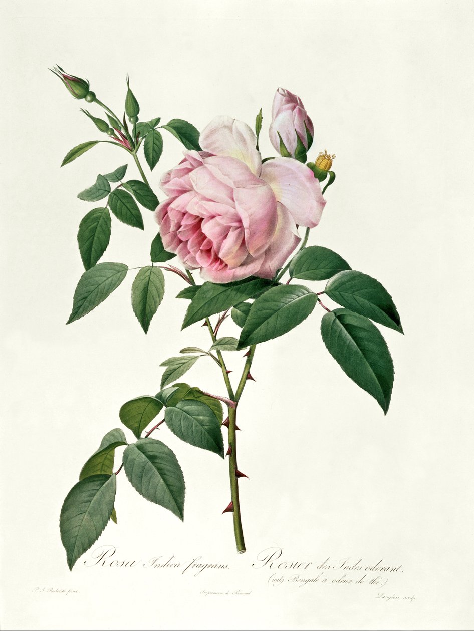 Rosa chinensis a Rosa gigantea, z ‚Les Roses‘, 1817 od Pierre-Joseph Redouté
