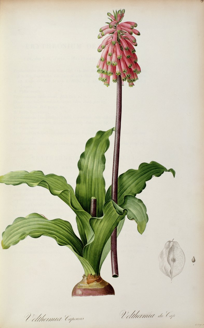 Veltheimia Capensis, z „Les Liliacees“, kolem roku 1805 od Pierre Joseph Redouté