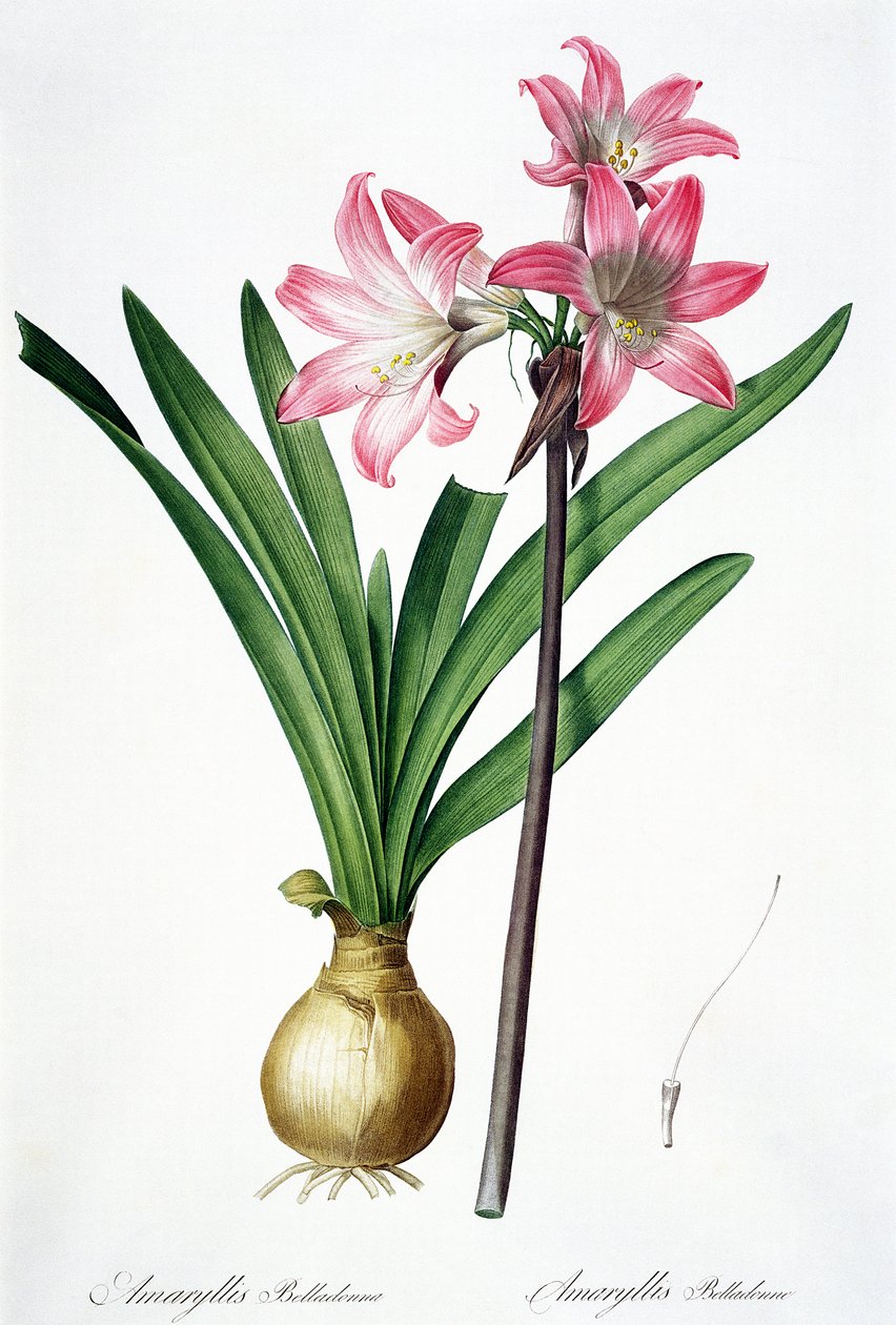 Amaryllis Belladonna, z knihy "Les Liliacees", rytina de Gouy, 1802-16 od Pierre Joseph Redouté