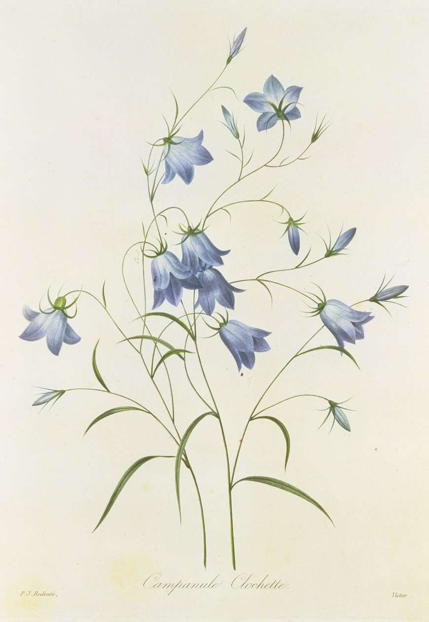 Campanula, vyrytá Victorem, z „Výběr nejkrásnějších květin“, 1827-33 od Pierre Joseph Redouté