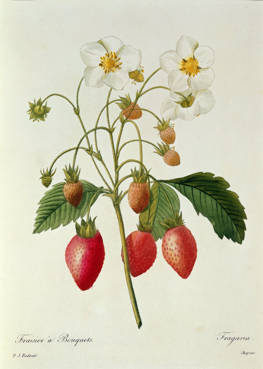 Fragaria (jahodník), vyryl Chapuis, z knihy "Choix des Plus Belles Fleurs", 1827-33 od Pierre Joseph Redouté