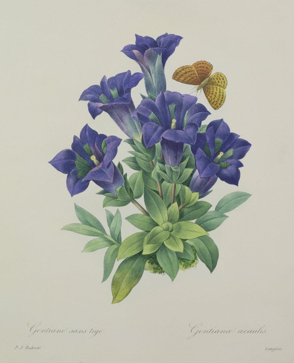 Gentiana acaulis (hořec trubkovitý), vyryl Langlois, z knihy "Choix des Plus Belles Fleurs", 1827 od Pierre Joseph Redouté