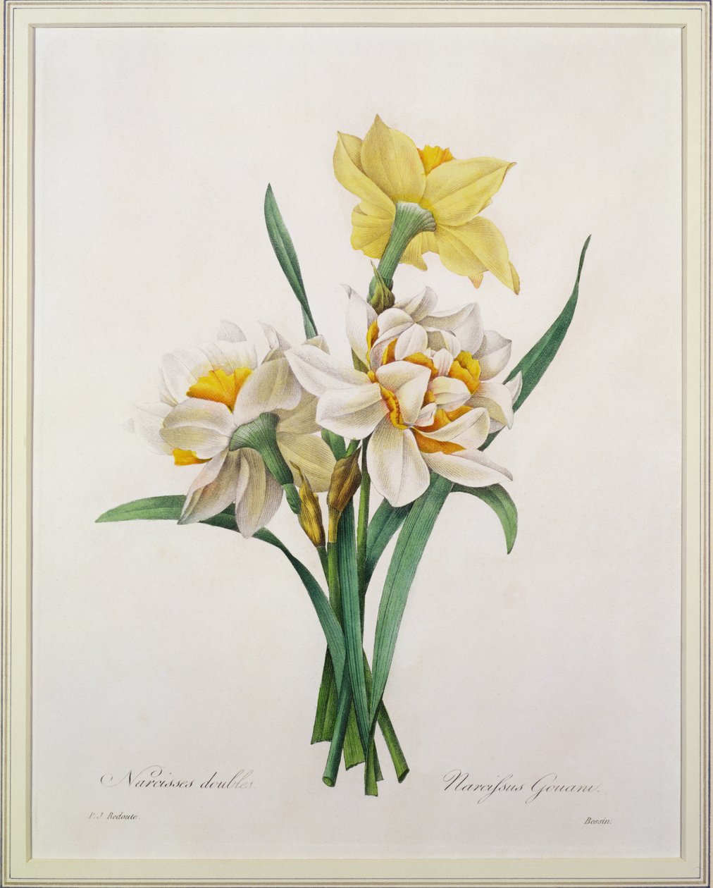 Narcissus gouani (dvojitý narcis), vyrytý Bessin, z „Výběr nejkrásnějších květin“, 1827 od Pierre Joseph Redouté