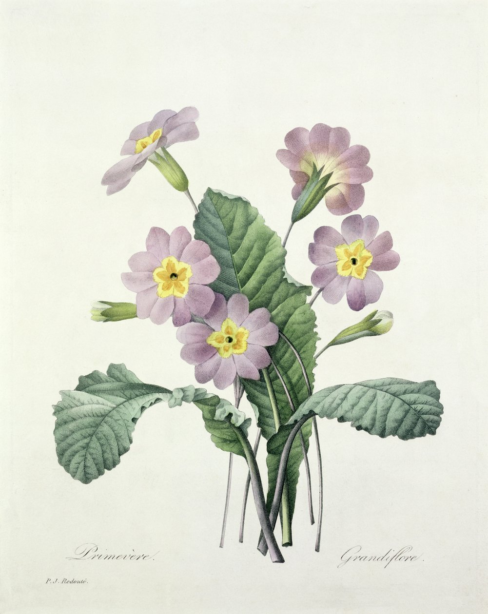 Primula (petrklíč), vyrytý Bessinem, z „Výběr nejkrásnějších květin“, 1827 od Pierre Joseph Redouté