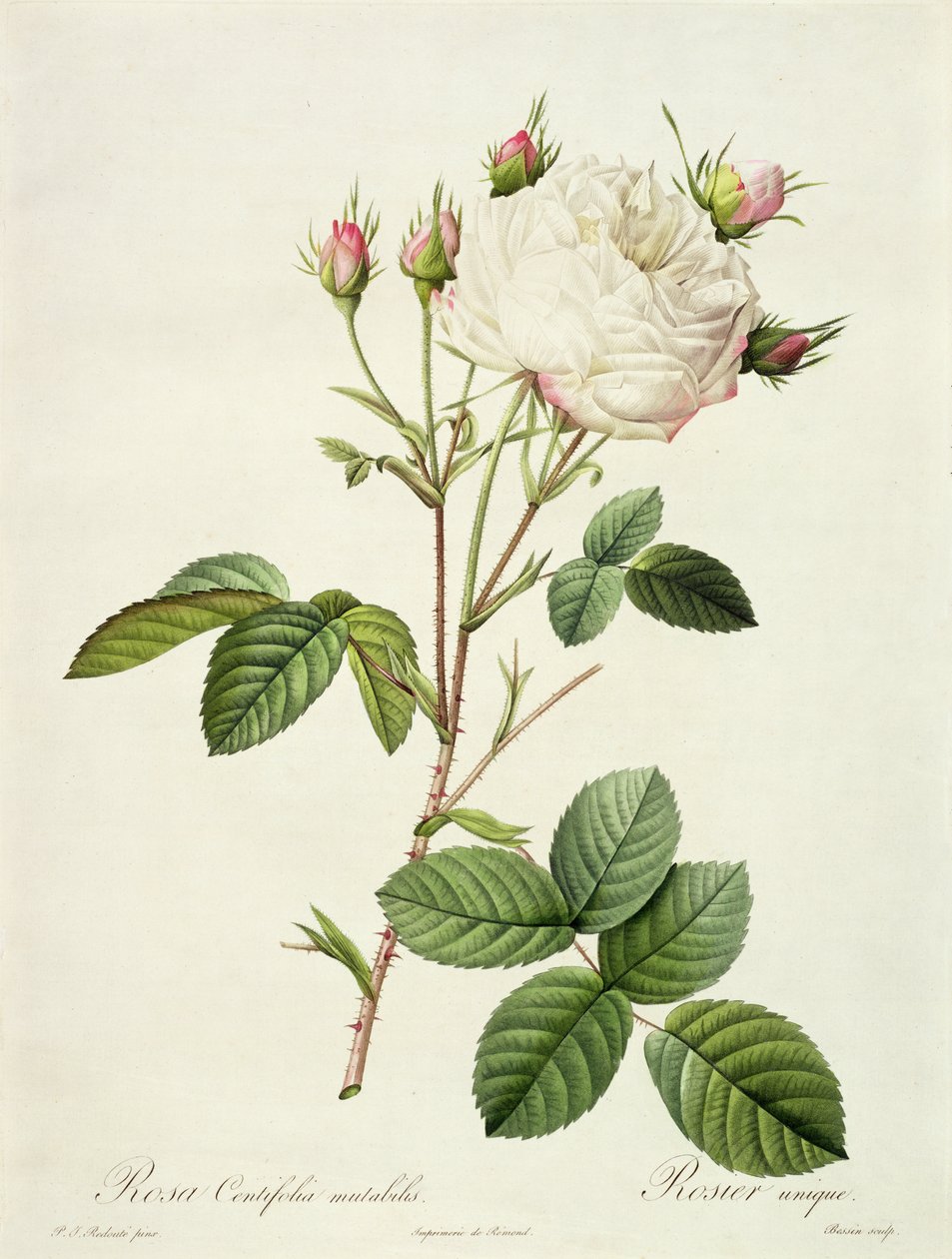 Rosa Centifolia Mutabilis, vyryla Bessin, vydal Remond od Pierre-Joseph Redouté