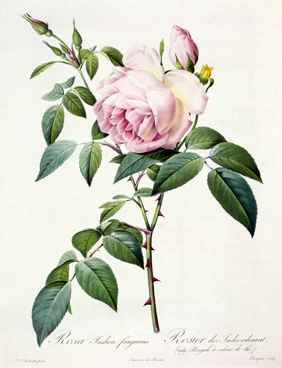 Rosa Indica Fragrans, rytina Langlois, nakladatelství Remond od Pierre Joseph Redouté