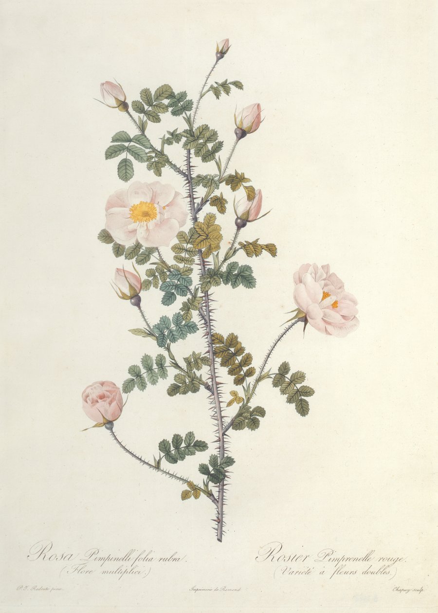 Rosa Pimpinellifolia Rubra Flore Multiplici, rytina Chapuy, nakladatelství Remond od Pierre Joseph Redouté