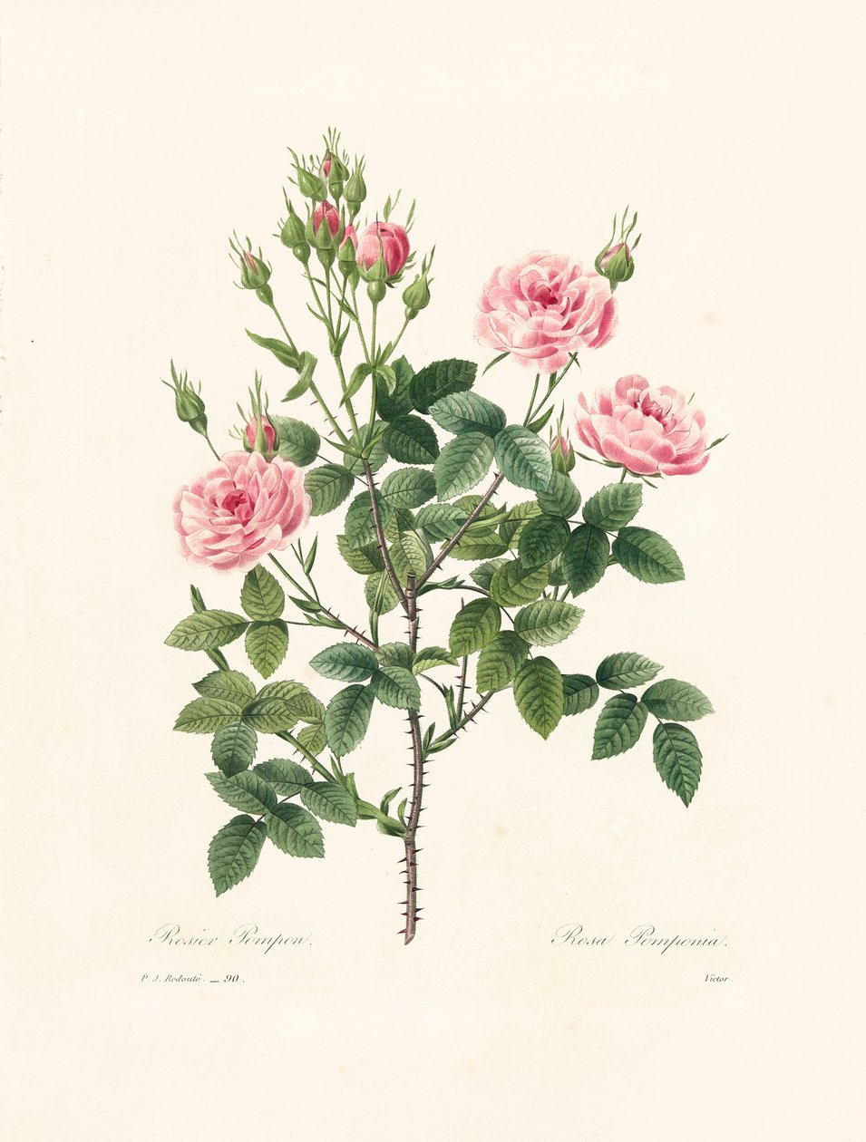 Rosa Pomponia, vyrytá Victorem, z 