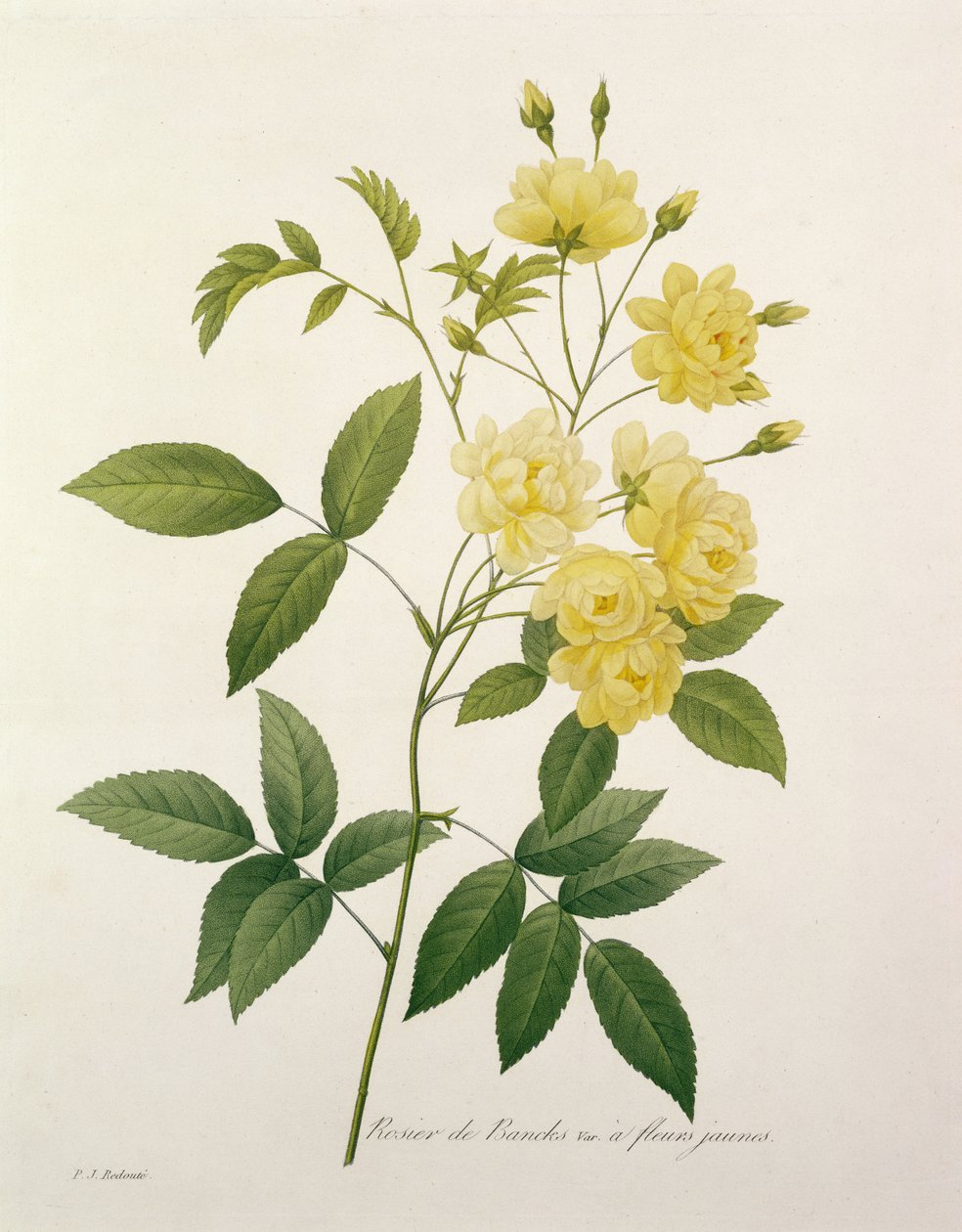 Rosa banksiae (Banksova růže), z „Výběr nejkrásnějších květin“, 1827 od Pierre Joseph Redouté