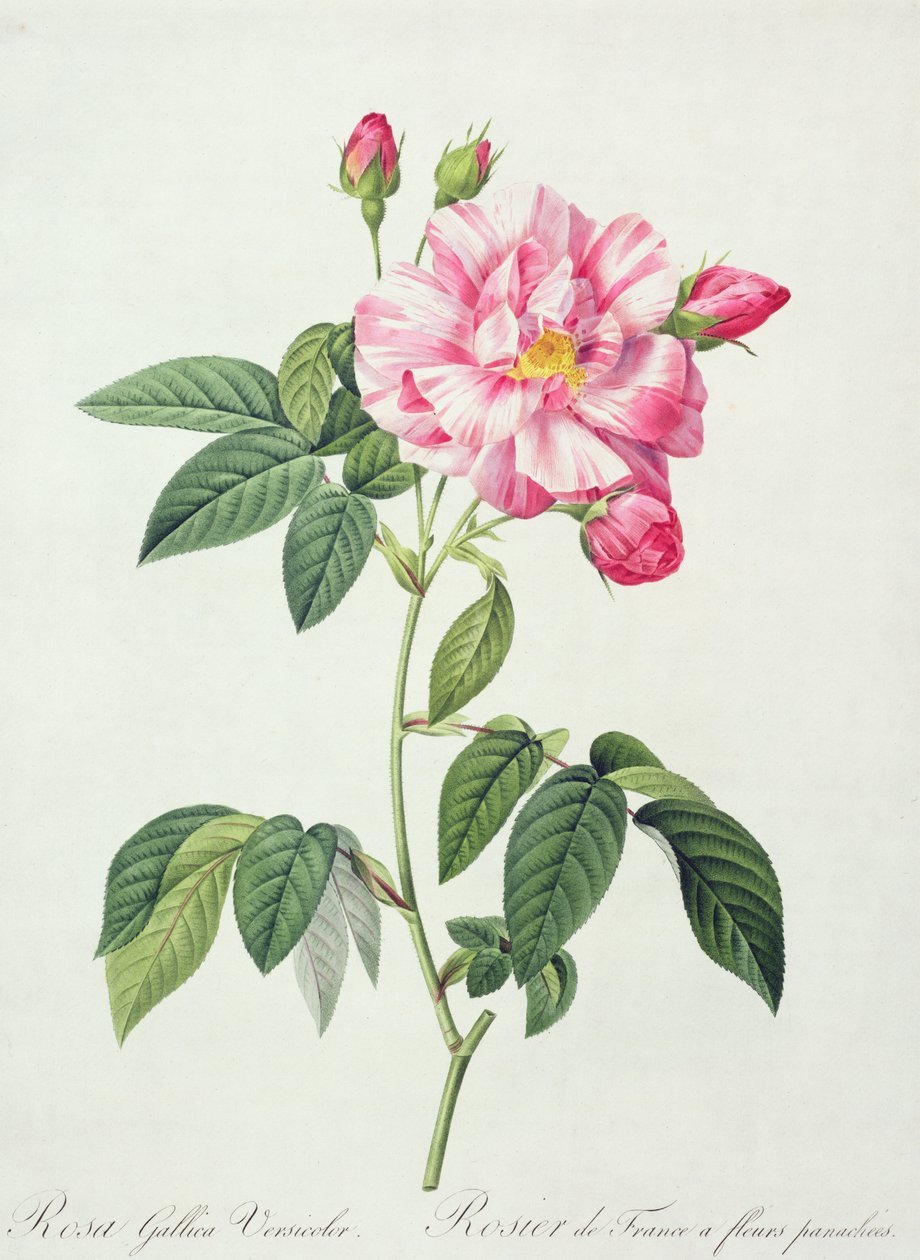 Rosa gallica versicolor (francouzská růže), rytina Langlois, z knihy "Les Roses", 1817-24 (kolorovaná akvatinta) od Pierre Joseph Redouté