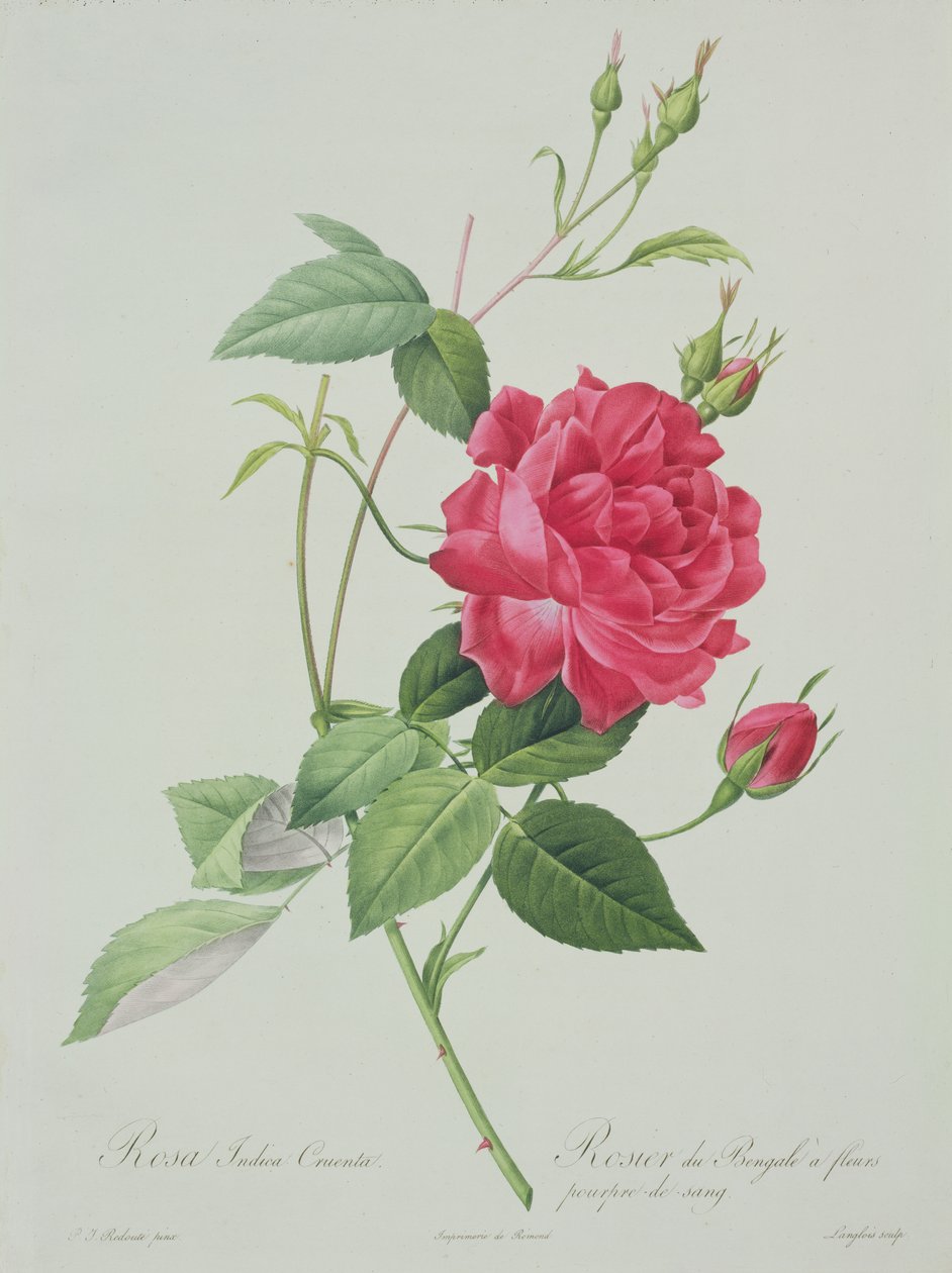 Rosa indica cruenta (krvavě červená bengálská růže), vyrytý Langloisem, z 