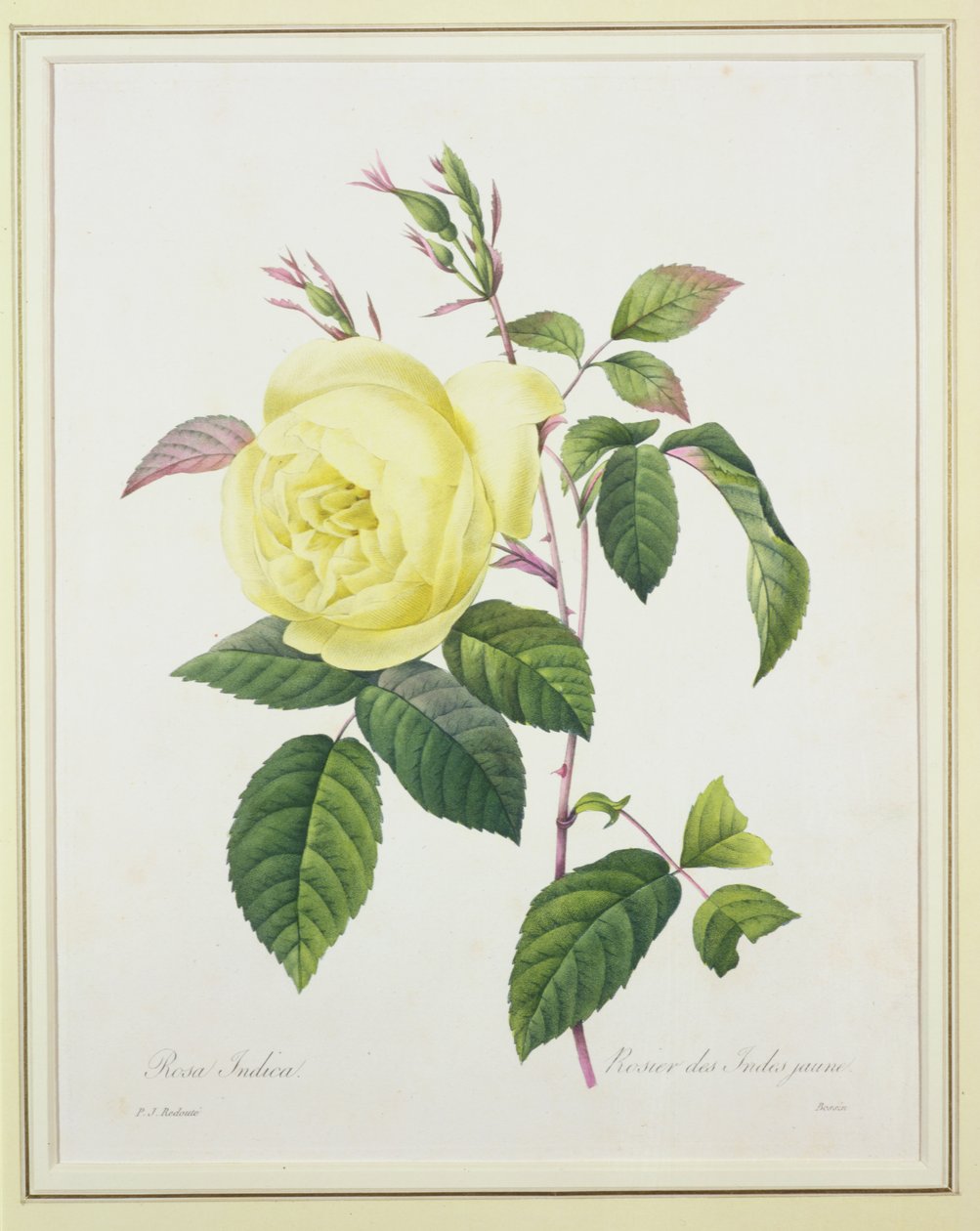 Rosa indica, vyrytá Bessinem, z „Výběr nejkrásnějších květin“, 1827 od Pierre Joseph Redouté