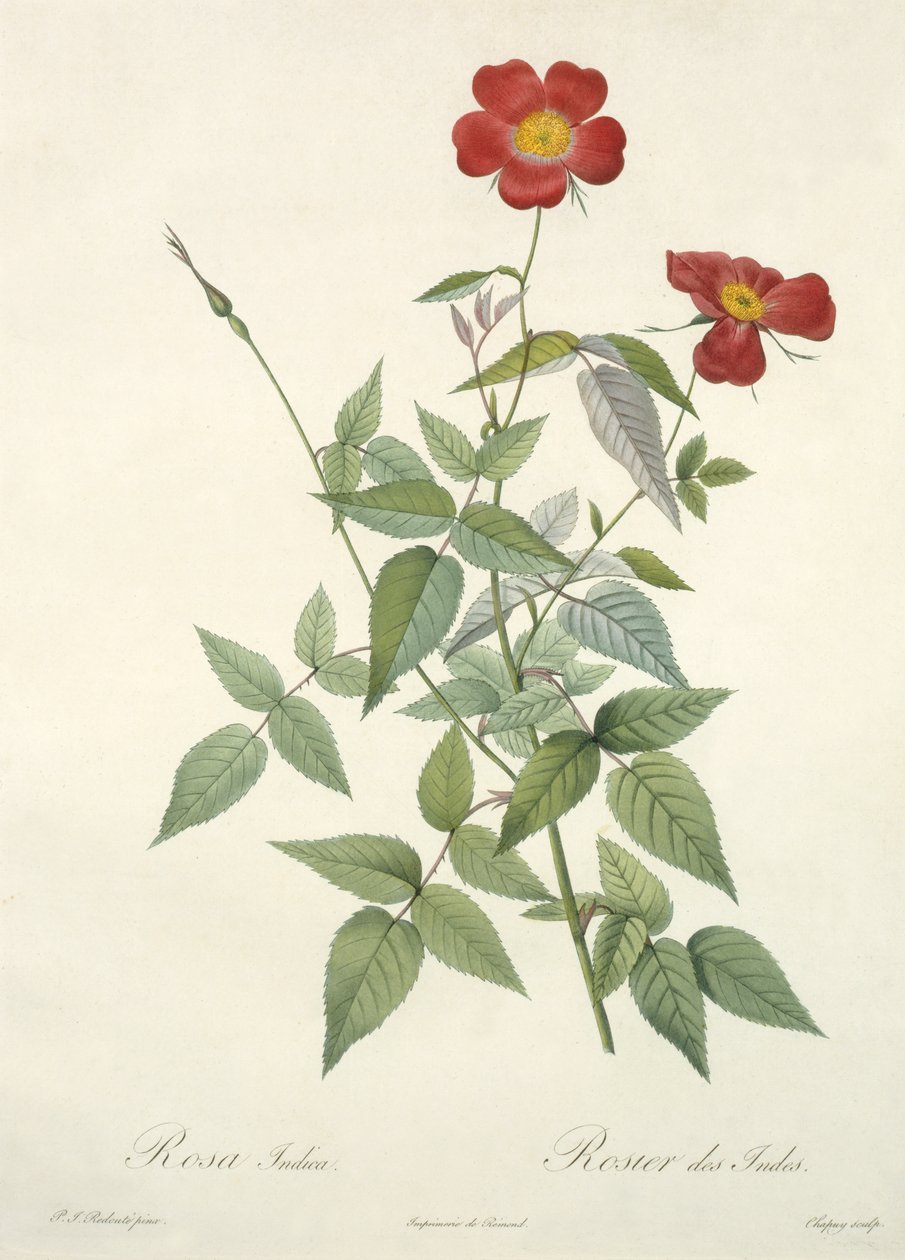 Rosa indica, rytina Chapuy, z 