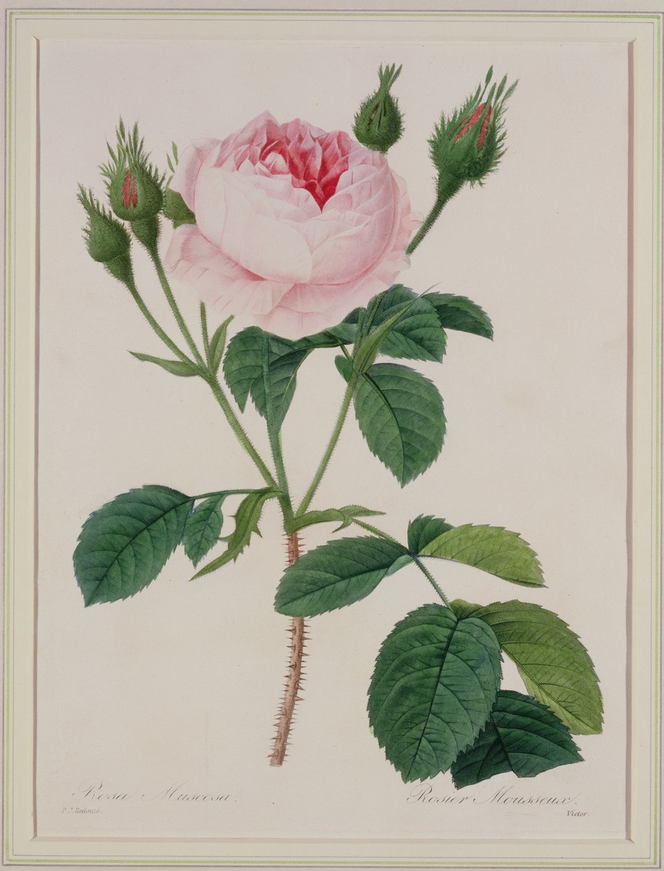 Rosa muscosa (mechová růže), vyrytý Victorem, z „Výběr nejkrásnějších květin“, 1827 od Pierre Joseph Redouté