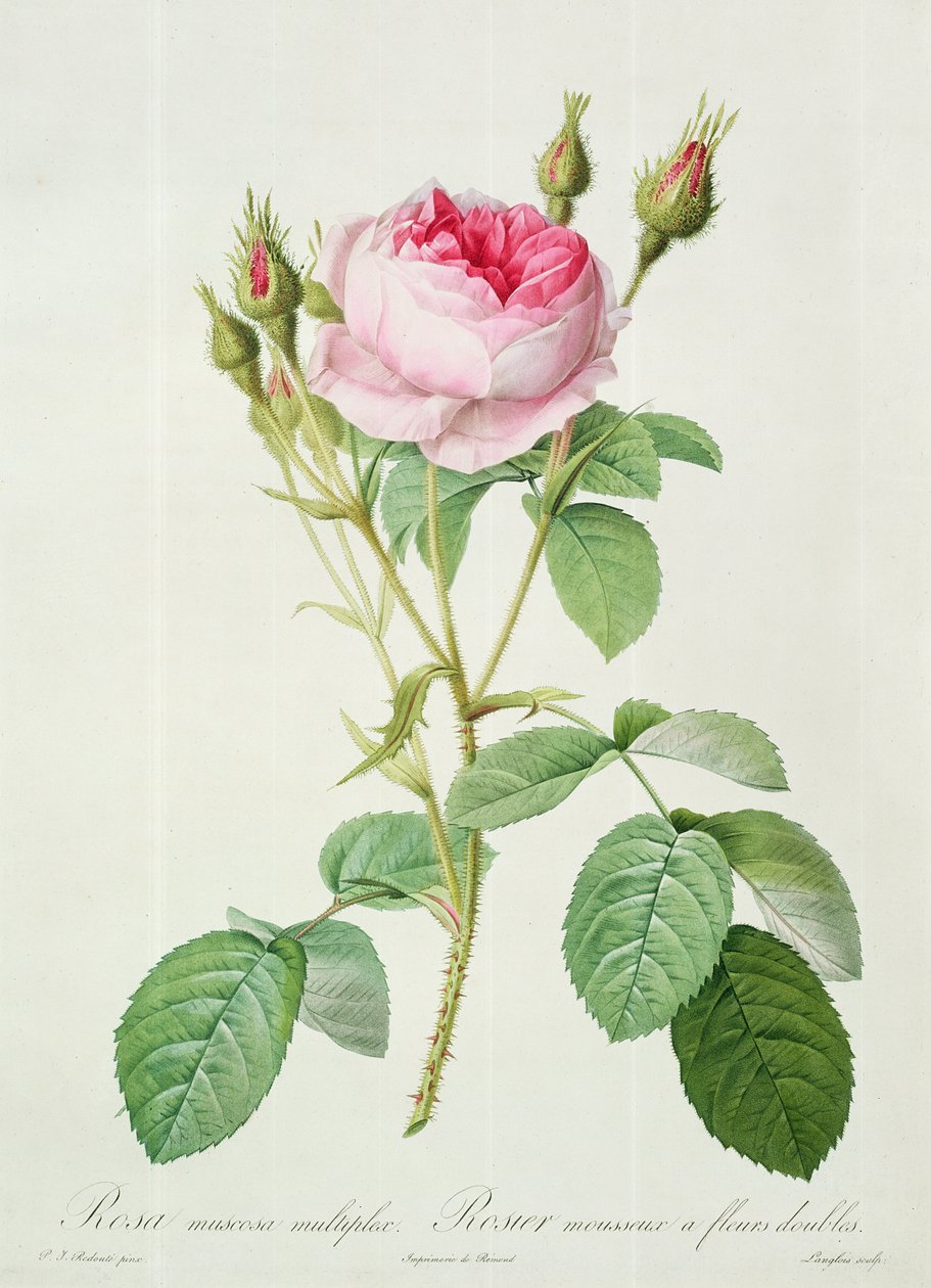 Rosa muscosa multiplex (dvojitá mechová růže), vyrytý Langloisem, z 