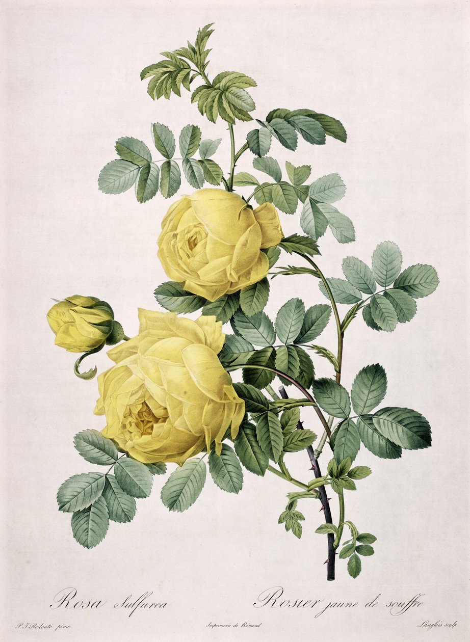 Rosa sulfurea, vyrytý Langloisem, z „Les Roses“, 1817-24 (barevná akvatinta) od Pierre-Joseph Redouté