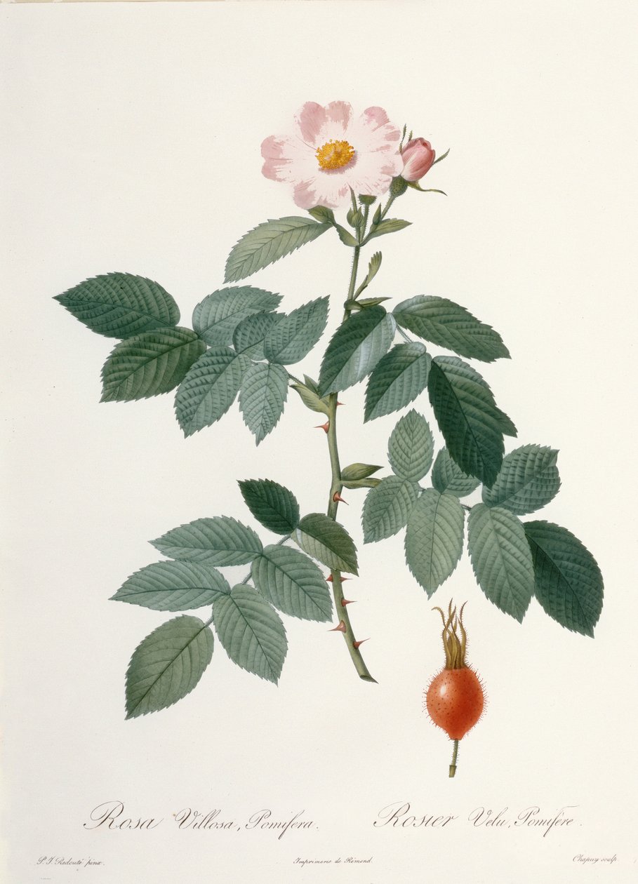 Rosa villosa, pomifera (jabloňová růže), rytina Chapuy, z knihy "Les Roses", 1817-24 (kolorovaná akvatinta) od Pierre Joseph Redouté
