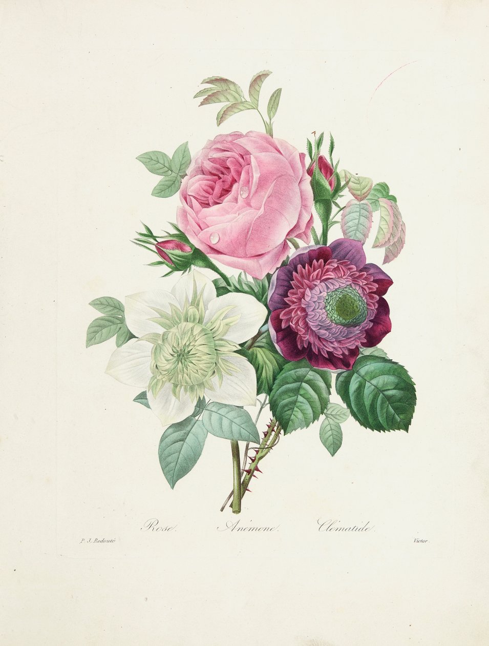 Růže, Anemone a Clematis, vyryté Victorem, z „Výběr nejkrásnějších květin a nejkrásnějších plodů“, 1827-33 od Pierre Joseph Redouté