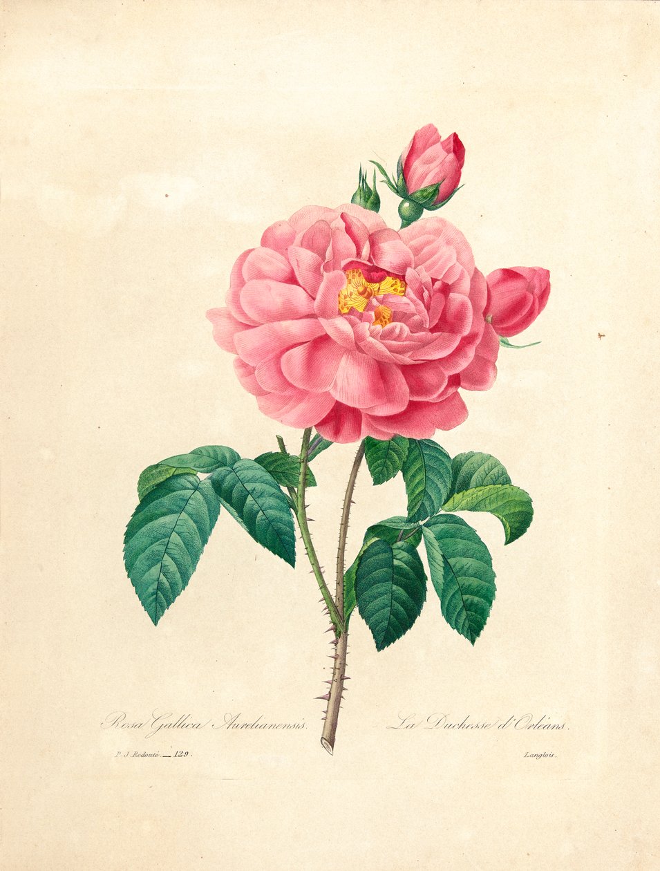 Vévodkyně z Orleans Rose, vyrytý Langloisem, z 