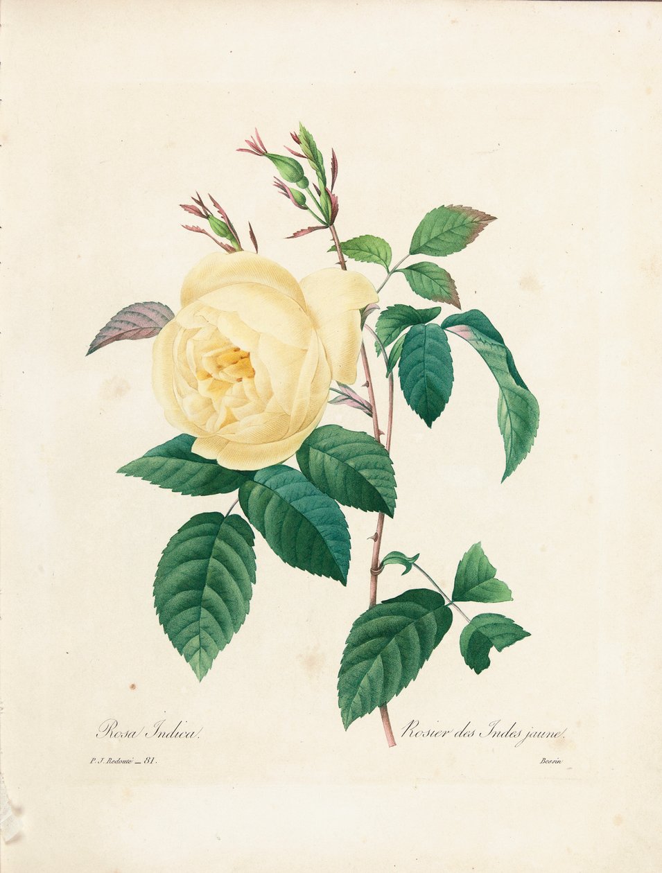 Žlutá Rosa Indica, vyryl Bessin, z "Choix des Plus Belles Fleurs et des Plus Beaux Fruits", díl I, 1827-33 od Pierre Joseph Redouté