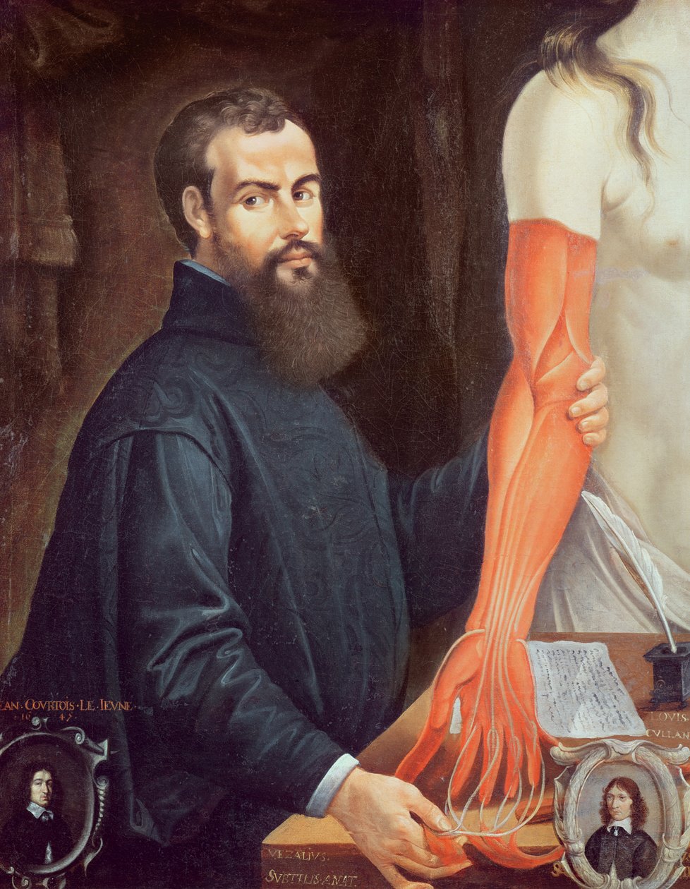 Andreas Vesalius (1514–1564) od Pierre Poncet