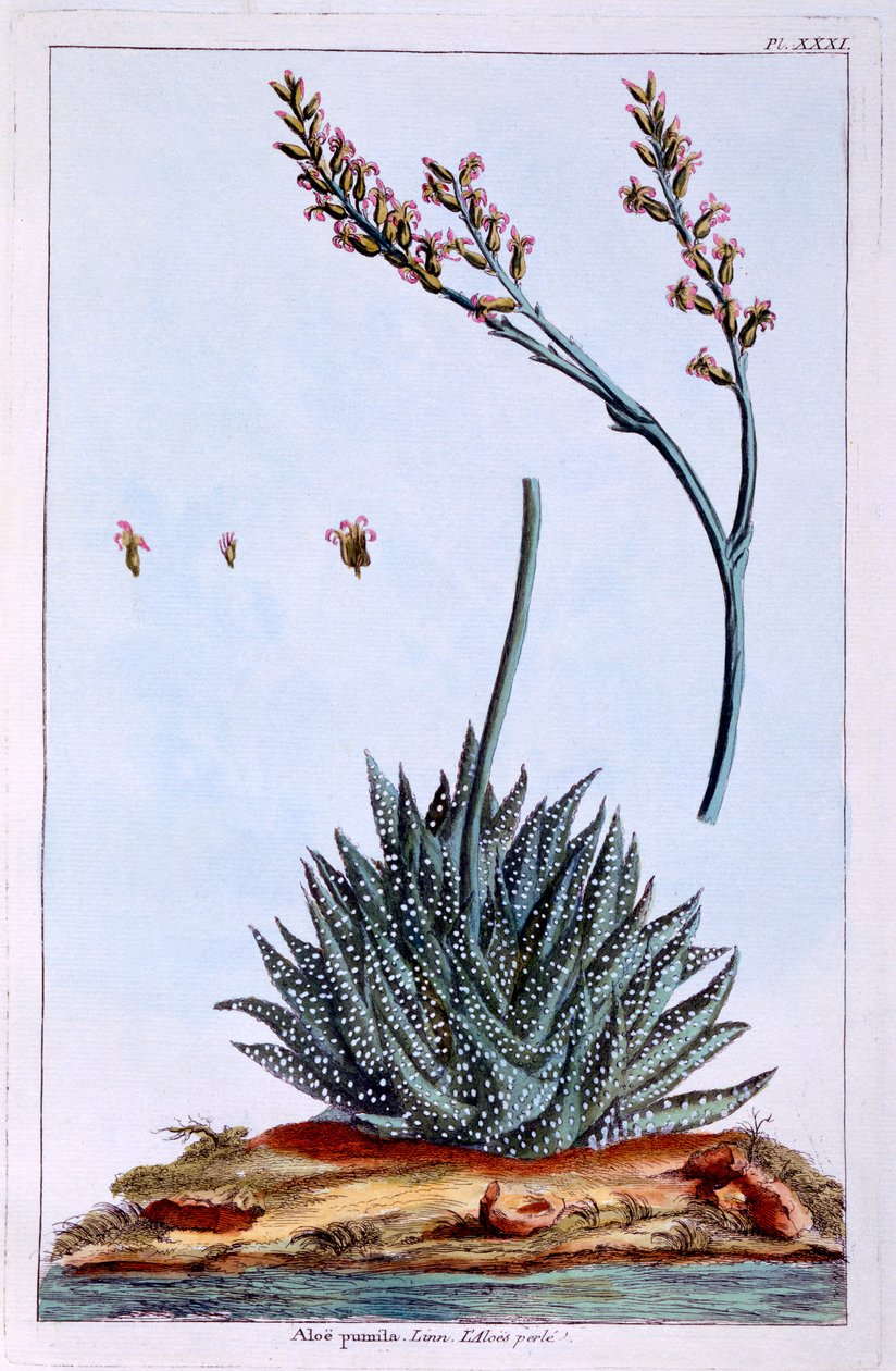 Aloe, ilustrace ze sbírky "Collection Precieuse et Enluminee Des Floura", autor Pierre Joseph Buchoz, vydáno 1776. od Pierre Joseph Buchoz