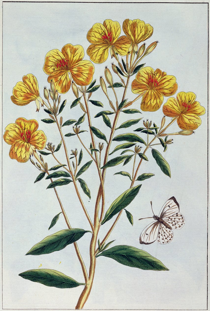 Evening Primrose, deska 73 z 