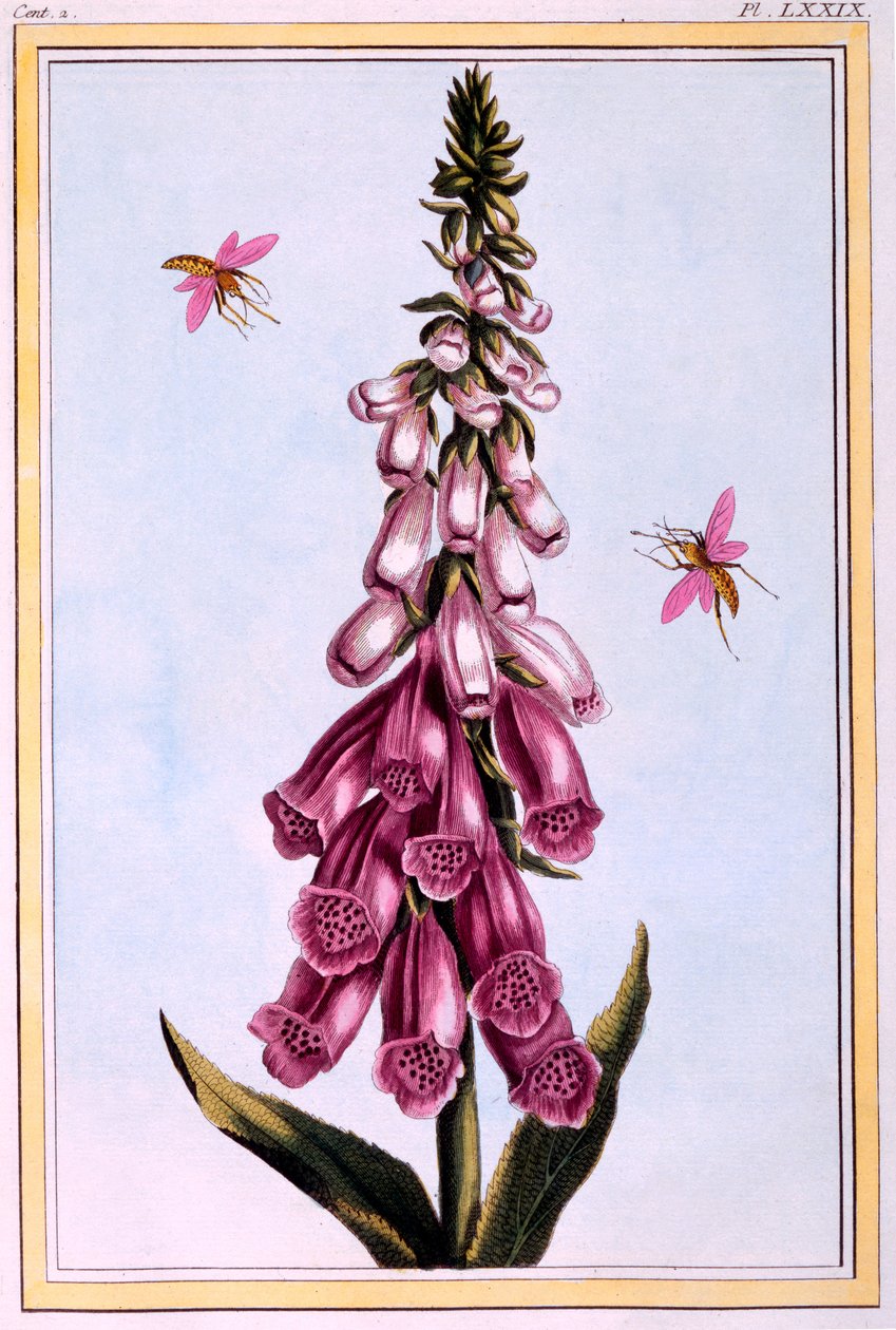 Foxglove Digitalis, ilustrace z 