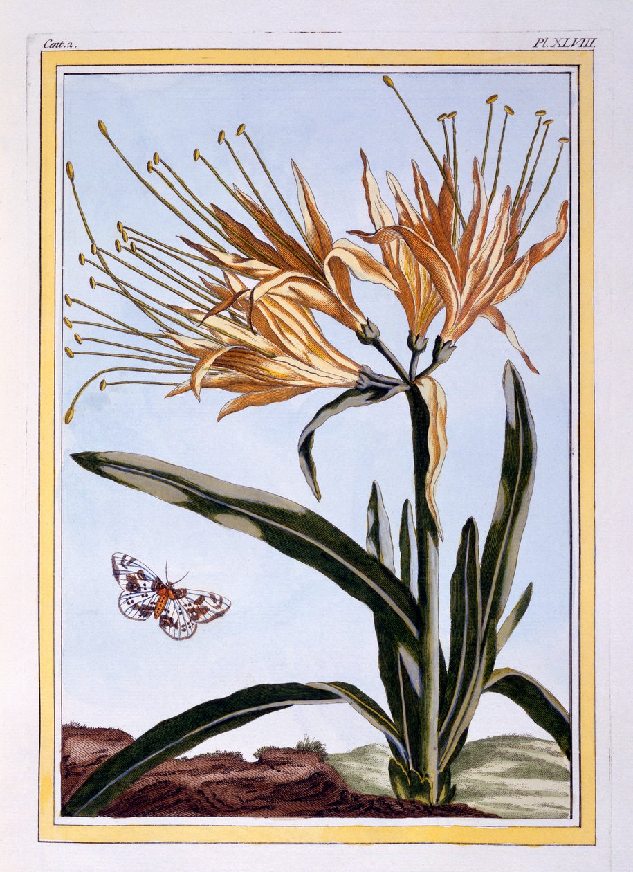 Lily, c.1766 (ručně kolorovaná rytina) od Pierre Joseph Buchoz