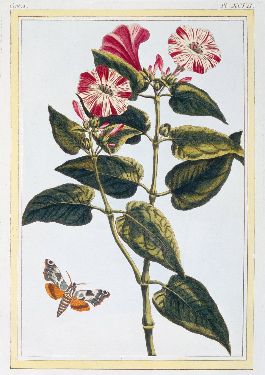 Morning Glory, cca 1766 (ručně kolorovaná rytina) od Pierre Joseph Buchoz