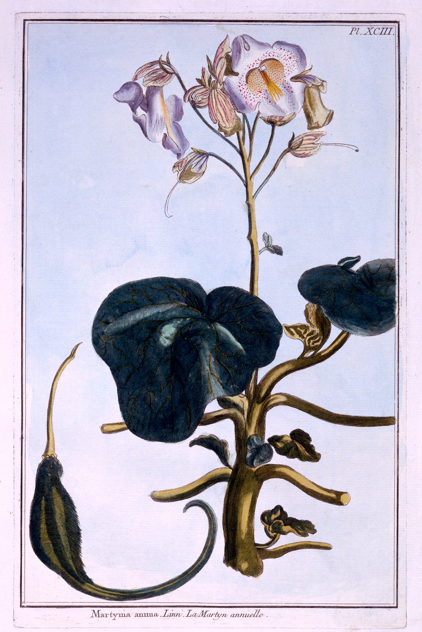Proboscis Flower od Pierre Joseph Buchoz