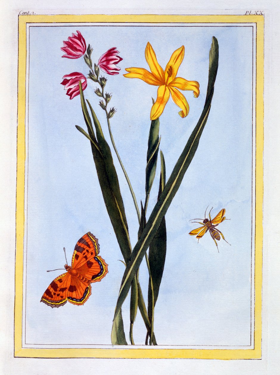 South American Ixia, c.1766 (ručně kolorovaná rytina) od Pierre Joseph Buchoz