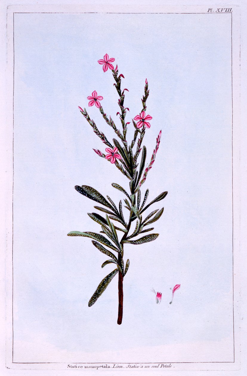 Statice, Phyllostachys spicata od Pierre Joseph Buchoz