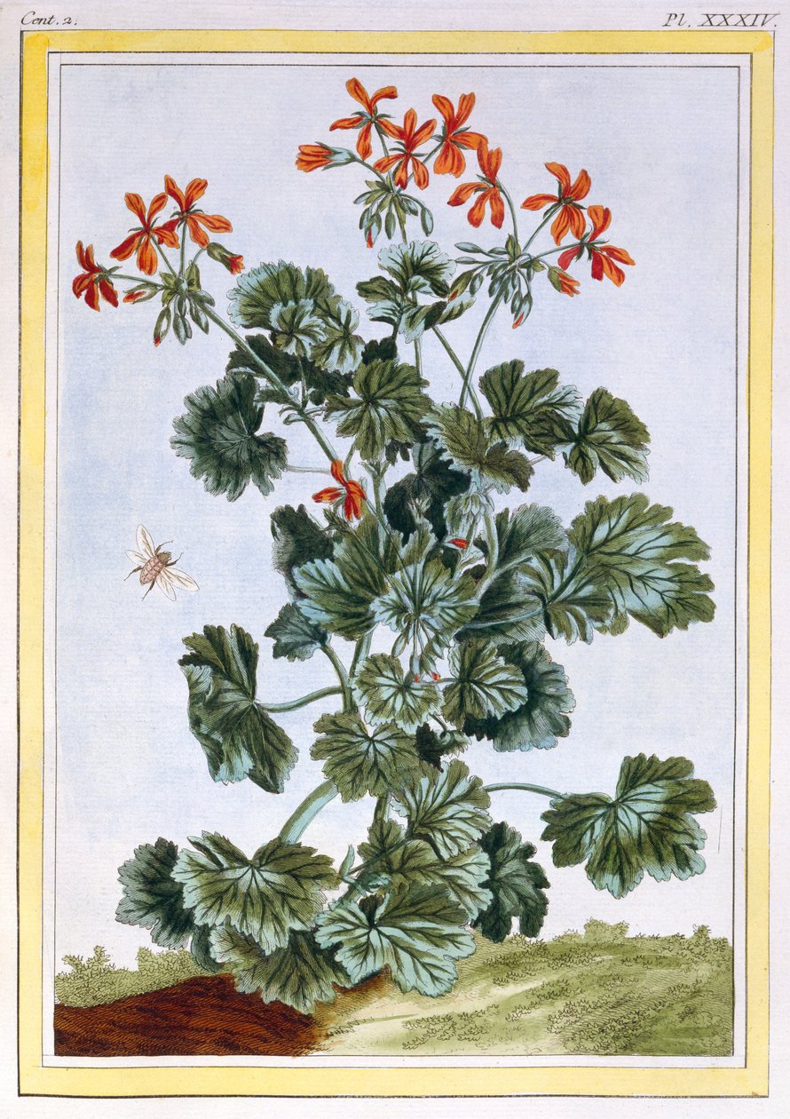 Žlutě květovaný Cranesbill, c.1776 (ručně kolorovaná rytina) od Pierre Joseph Buchoz