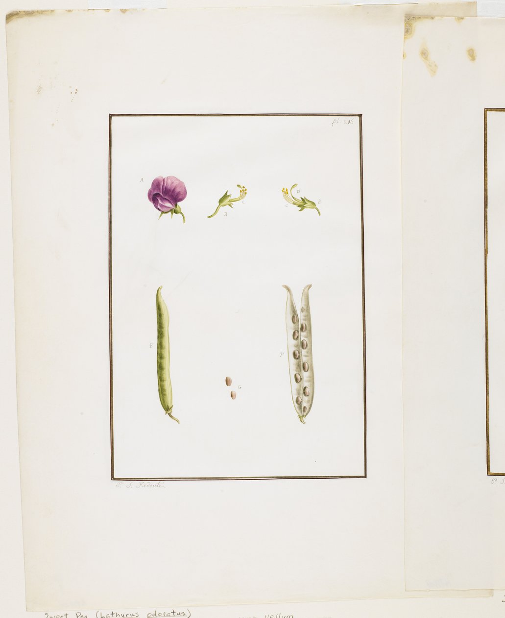 Botanická pitva: Hrách vonný (Lathyrus odoratus), c.1778-90 (wc a grafit na papíře) od Pierre Joseph Redouté