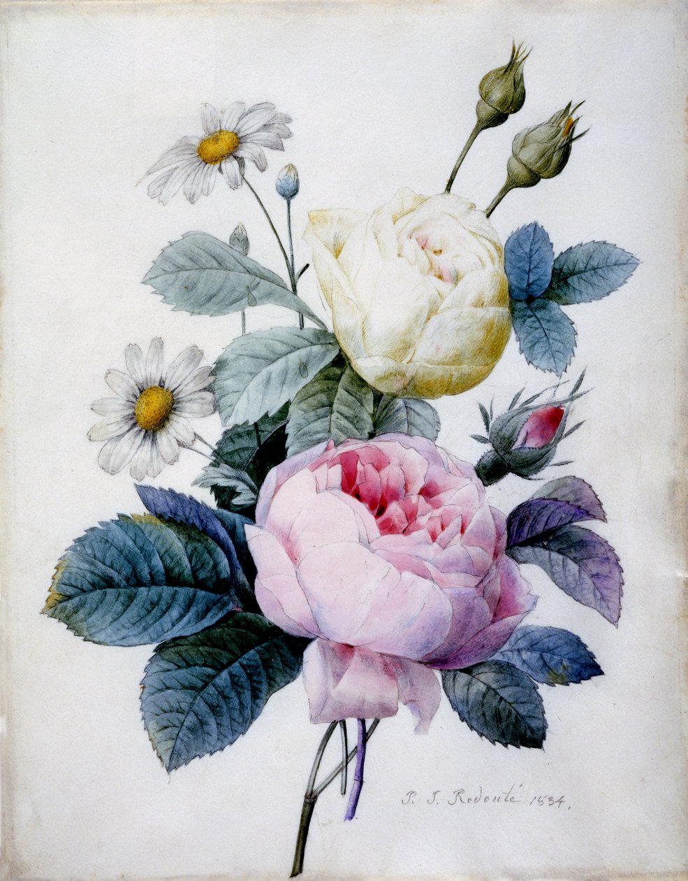 Kytice růží se sedmikráskami, vydáno 1834 (tečkovaná rytina ručně kolorovaná) od Pierre Joseph Redouté
