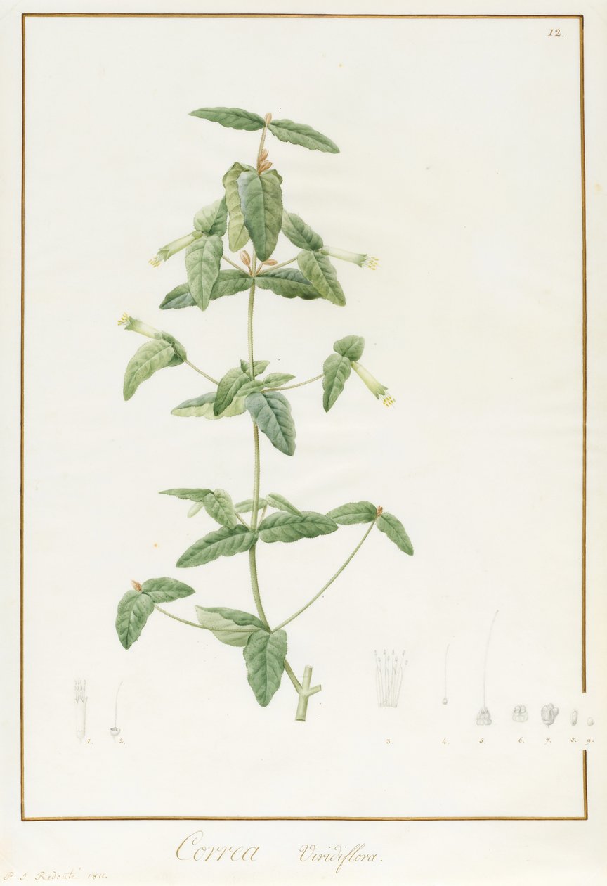 Correa Vieisiflora, 1811 (wc a tělová barva přes stopy grafitu na pergamenu) od Pierre Joseph Redouté