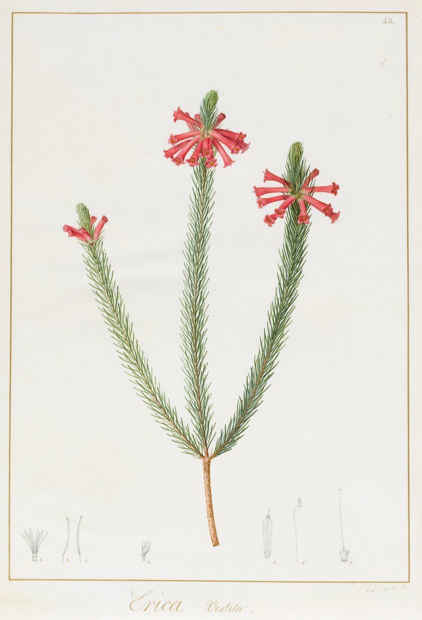 Erica Vestita, 1812 (wc a tělová barva přes grafit na pergamenu) od Pierre Joseph Redouté