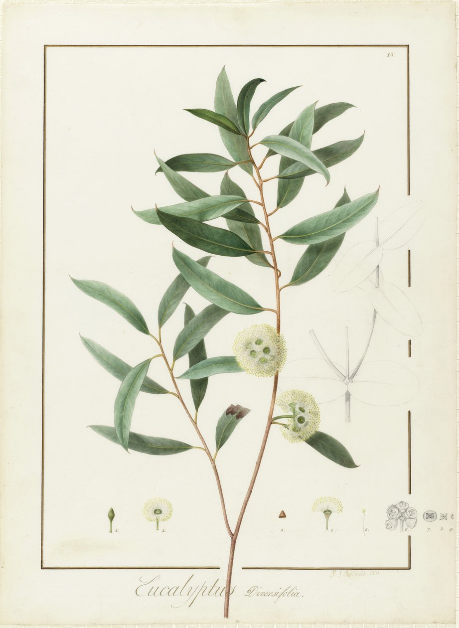 Eucalyptus Diversifolia, 1811 (wc a tělová barva přes stopy grafitu na pergamenu) od Pierre Joseph Redouté