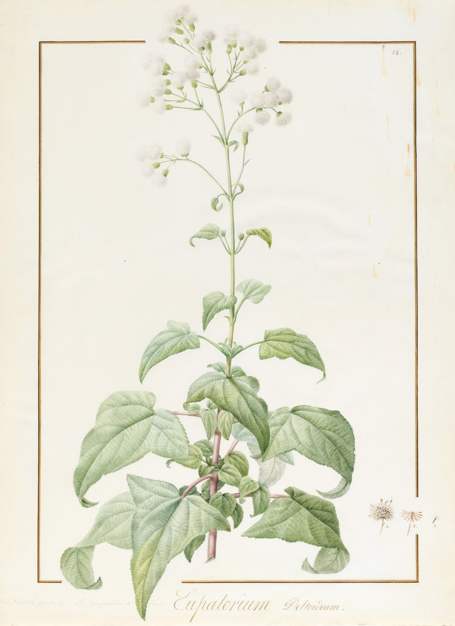 Eupatorium Deltoideum (wc a tělová barva přes stopy grafitu na pergamenu) od Pierre Joseph Redouté