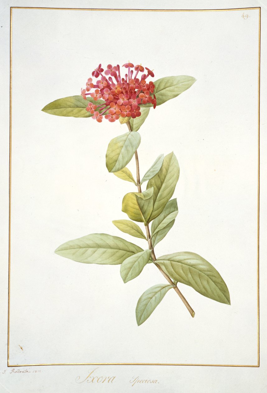 Ixora speciosa, 1812 (wc a tělová barva přes grafit na pergamenu) od Pierre Joseph Redouté