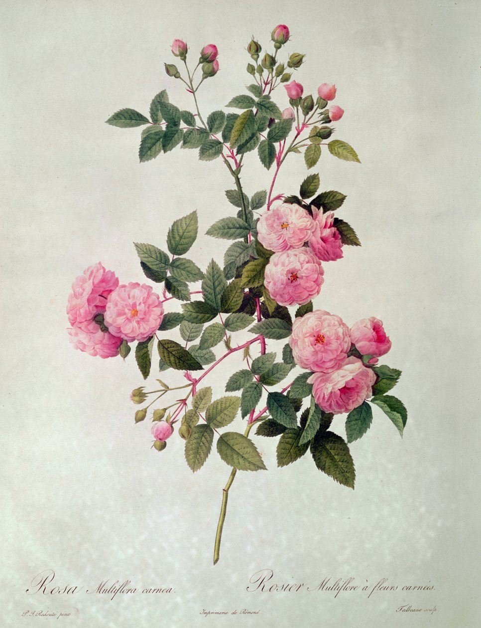 Thory Roses, Rosa Multiflora Carnea (litografie) od Pierre Joseph Redouté