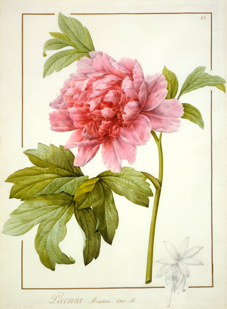 Paeonia Suffruticosa, 1812 (wc s arabskou gumou nad stopami grafitu na pergamenu) od Pierre Joseph Redouté