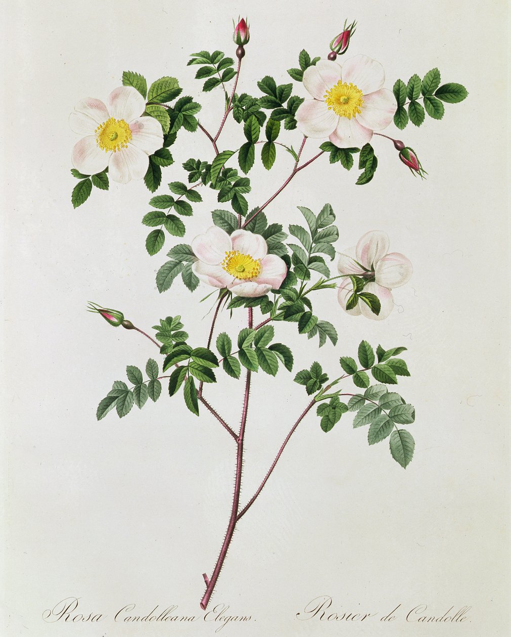 Rosa Candolleana Elegans od Pierre Joseph Redouté