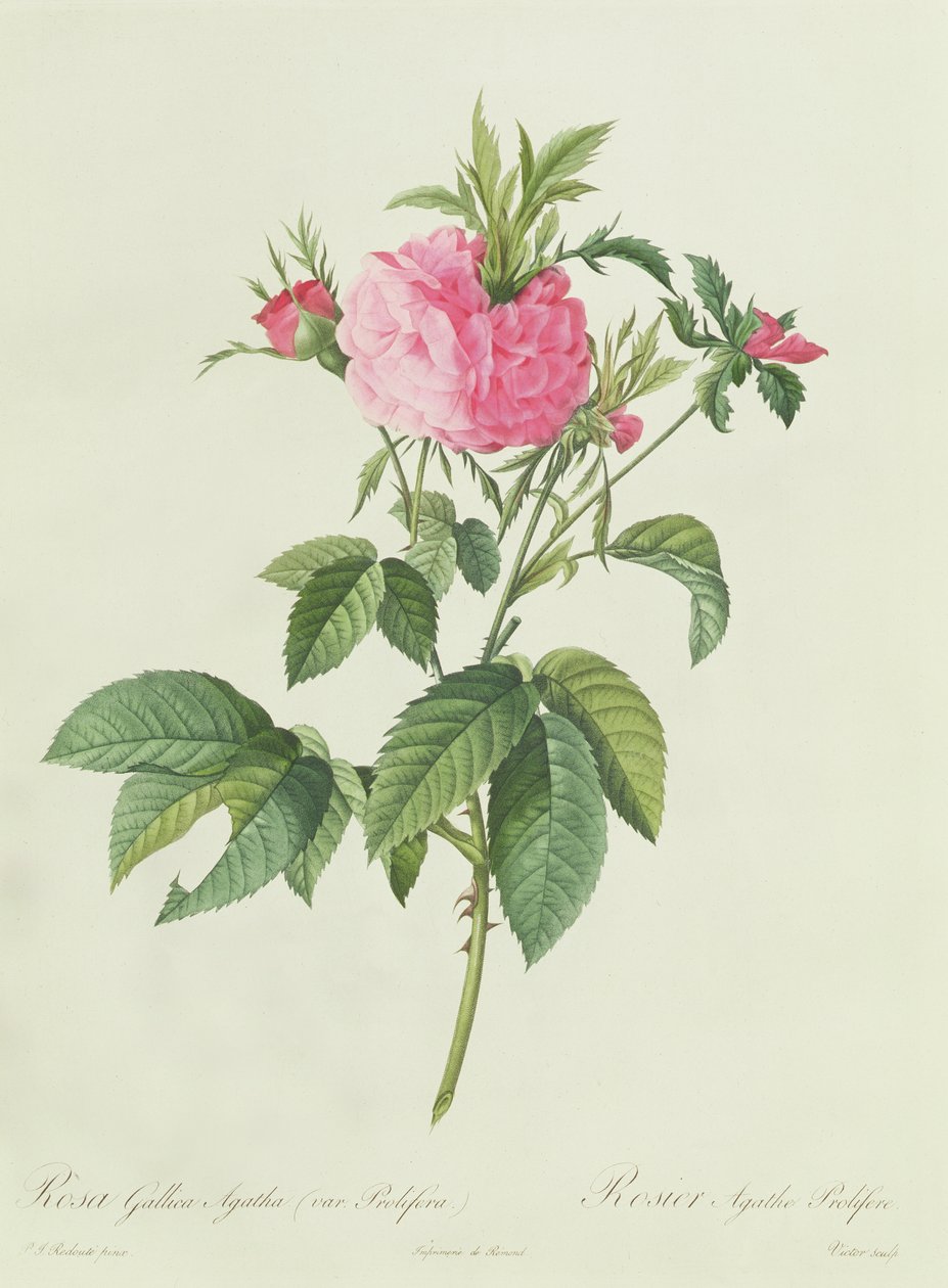 Rosa Gallica Agatha Prolifera od Pierre Joseph Redouté